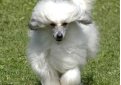 Китайская хохлатая собака / Chinese Crested Dog (Chinese Crested)