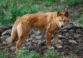 Австралийский динго / Dingo (Australian Native Dog)