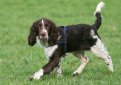 Английский спрингер спаниель / English Springer Spaniel