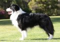 Бордер-колли / Border Collie