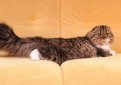 Шотландская вислоухая длинношерстная кошка (Хайленд фолд) / Highland Fold Cat