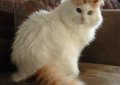 Турецкий ван / Turkish Van