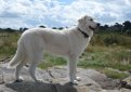Маремма-абруццкая овчарка (Мареммано-абруццкая овчарка, маремма) / Maremma Sheepdog (Pastore Abruzzese, Cane da Pastore Maremmano-Abruzzese) Маремма-абруццкая овчарка (Мареммано-абруццкая овчарка, маремма) / Maremma Sheepdog (Pastore Abruzzese, Cane da Pastore Maremmano-Abruzzese)