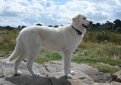 Маремма-абруццкая овчарка (Мареммано-абруццкая овчарка, маремма) / Maremma Sheepdog (Pastore Abruzzese, Cane da Pastore Maremmano-Abruzzese)