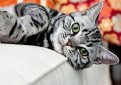 Американская короткошерстная кошка / American Shorthair Cat