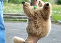 Трюк «Танцующая собака»