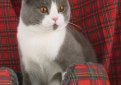 Шотландская вислоухая кошка (Скоттиш-фолд) / Scottish Fold Cat