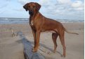 Родезийский риджбек (Африканская львиная собака) / Rhodesian Ridgeback (African Lion Hound)