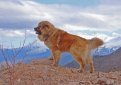 Кавказская овчарка / Caucasian Shepherd (Caucasian Sheepdog)