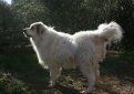 Аиди (Атласская овчарка) / Aidi (Chien de l'Atlas, Atlas Sheepdog, Kabyle Dog)