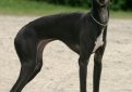 Левретка (Малая итальянская борзая, итальянская борзая, итальянский грейхаунд) / Italian Greyhound (Petit Levrier Italiane)