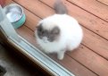Красивый пушистый кот, брошенный хозяевами при переезде, находит тёплый приём у соседей