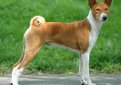 Басенджи / Basenji (Congo Dog)