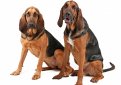 Бладхаунд (Собака Св. Губерта) / Bloodhound (Chien de Saint-Hubert, St. Hubert Hound, Sleuth Hound)