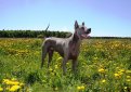 Тайский риджбек / Thai Ridgeback (Mah Thai)