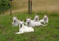 Белая швейцарская овчарка (Белая овчарка, американо-канадская белая овчарка) / Berger Blanc Suisse (White Swiss Shepherd Dog)