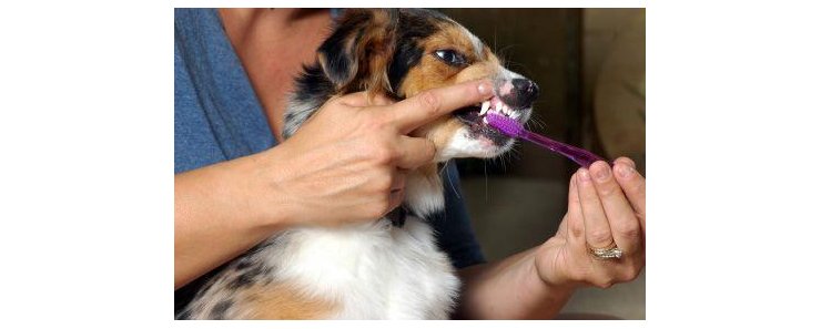 Приучение собаки показывать зубы