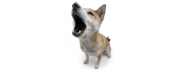 Команда «Голос» или приучение собаки к лаю
