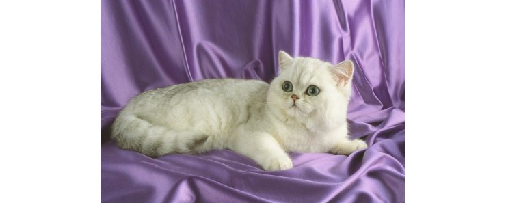 Экзот (Экзотическая короткошерстная кошка) / Exotic Shorthair Cat