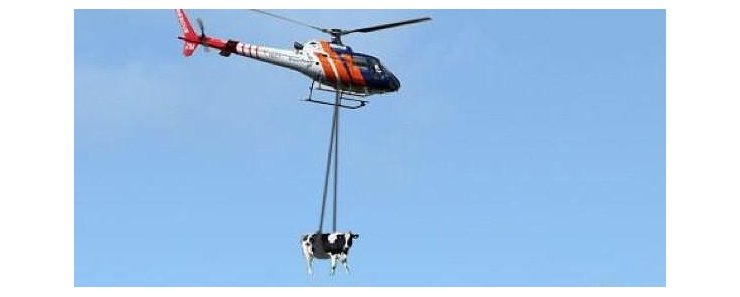 Итальянские пожарные спасли застрявшую на скалах корову с помощью вертолёта