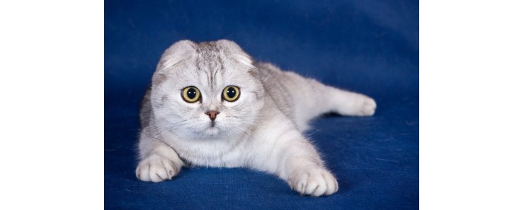 Шотландская вислоухая кошка (Скоттиш-фолд) / Scottish Fold Cat