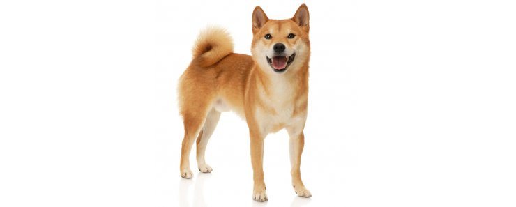 Шиба-ину (Сиба-ину, малая японская собака) / Shiba Inu (Japanese Shiba Inu, Japanese Small Size Dog, Shiba Ken)