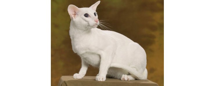 Белая сиамская кошка (Короткошерстный форинвайт) / Siamese White Cat (Foreign White SH)