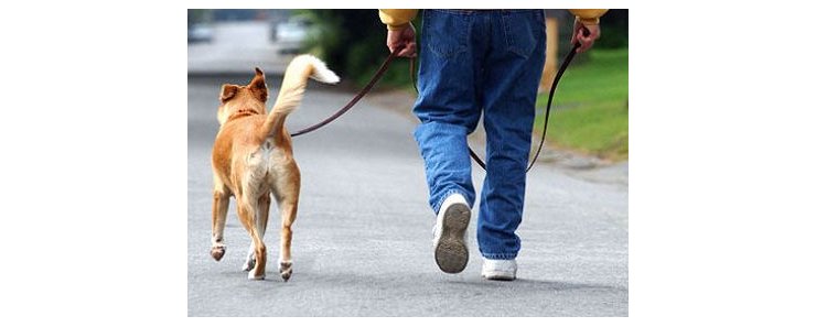 В Перми собаки будут гулять цивилизованно
