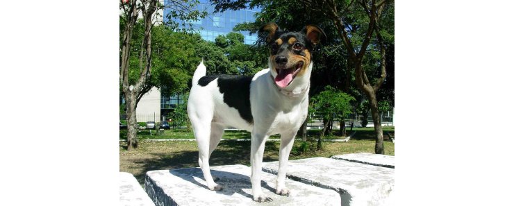 Бразильский терьер / Brazilian Terrier
