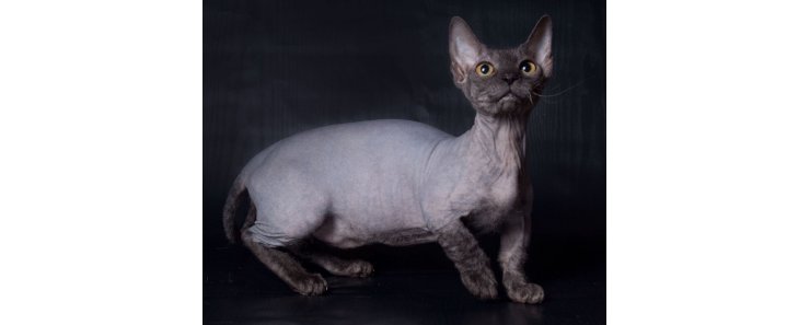 Минскин / Minskin Cat