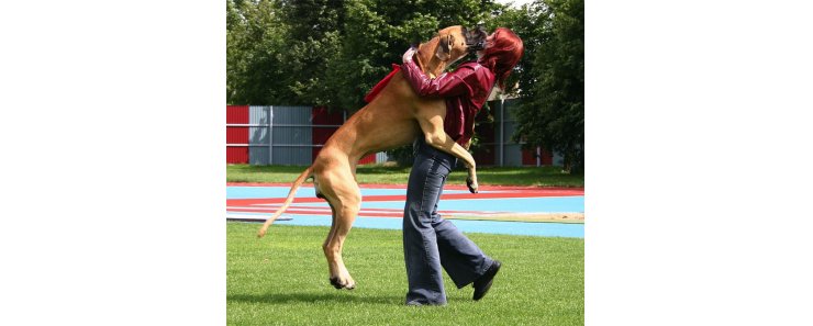 Проблема воспитания собаки - прыжки на людей