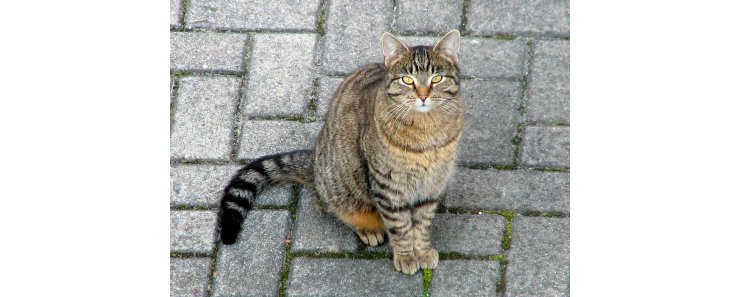 Домашняя кошка / Domestic Cat
