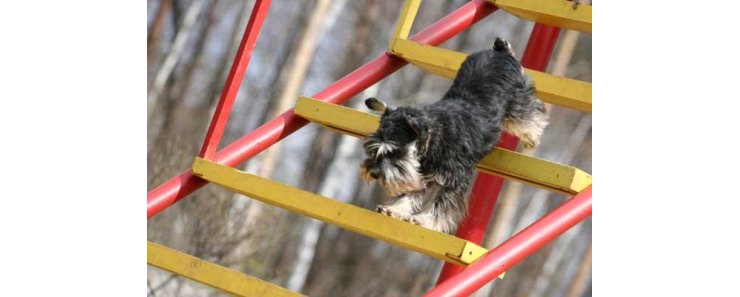 Приучение собаки к движению по лестнице