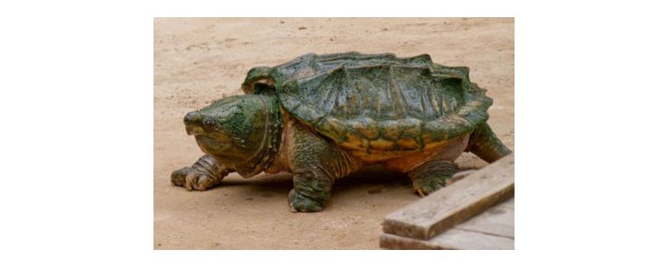 В Таллиннском зоопарке живет черепаха Донна Клаара с червеобразным языком