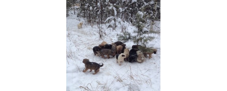 Житель Рязани спас в лесу 20 щенков и просит помочь их пристроить