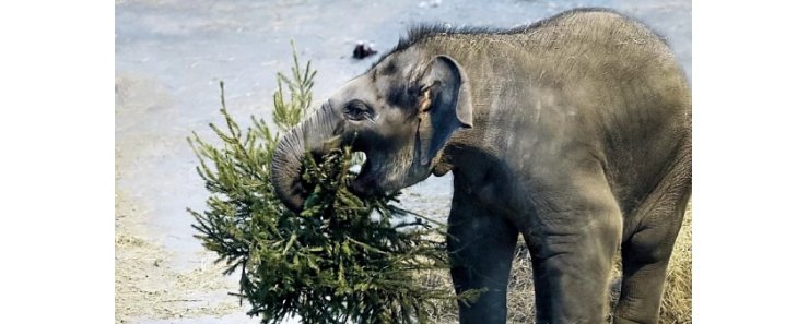 Более 1000 нераспроданных новогодних ёлок отправили в Московский зоопарк