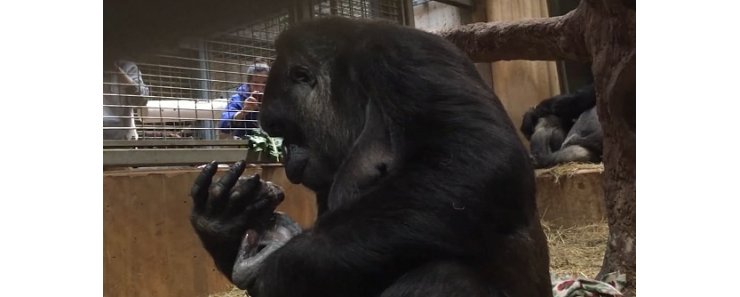 Детеныш равнинной гориллы родился в Московском зоопарке