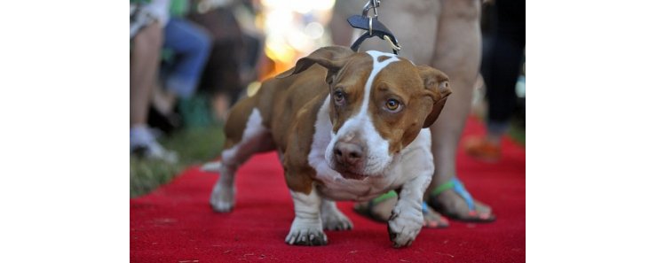 Названа самая уродливая собака в мире в 2013 году
