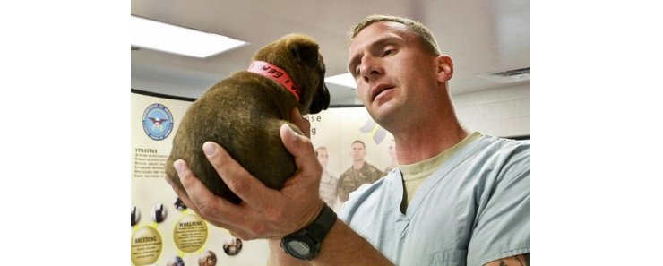 ЦРУ вживляло импланты в мозг собак в рамках секретного проекта