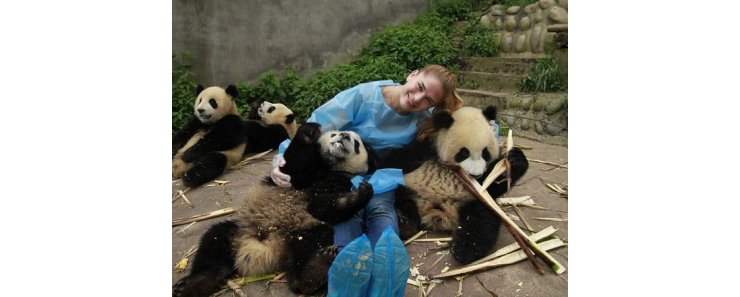 В Китае туристам запретят фотографироваться с пандами и кормить их