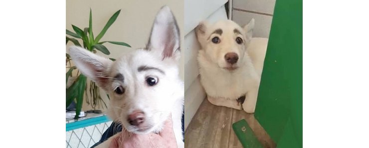 Собака с «человеческими» бровями в Братске за две недели стала интернет-звездой