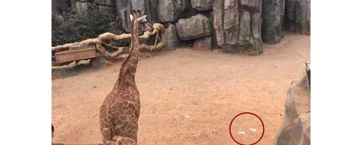 Мажор решил покормить жирафа в зоопарке, но вместо листьев бросил ему 95 тысяч