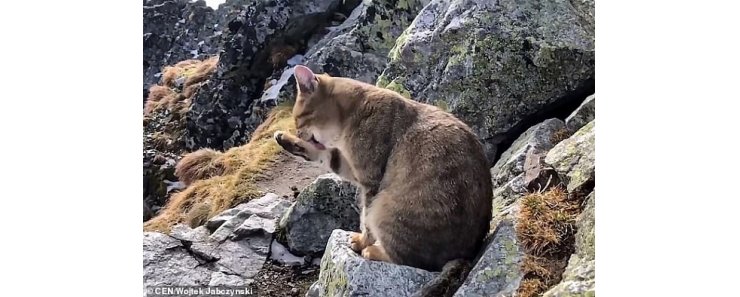 Альпинист нашел на высочайшей горе Польши домашнего кота
