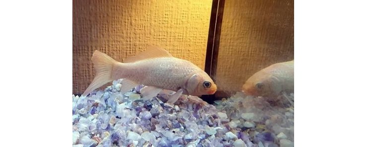 Умерла самая старая золотая рыбка – ей было 44 года