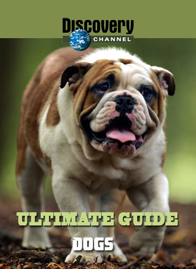 Идеальный путеводитель: Собаки / Ultimate Guide: Dogs (Discovery/1997)