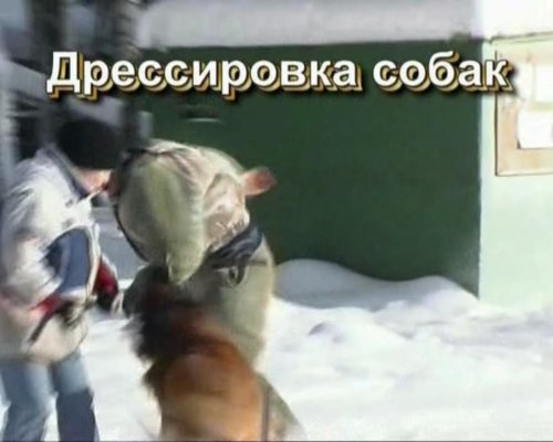 Дрессировка собак (2003) Дрессировка собак (2003)