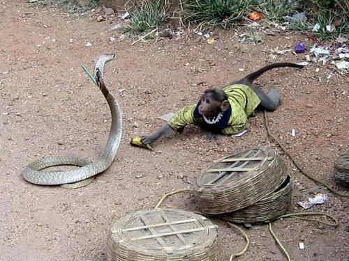 В Индии обезьяна вырвала из рук заклинателя змей кобру