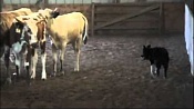 Австралийская овчарка (Аусси) / Australian Shepherd (Aussie)