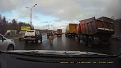 Гуляющую среди машин овцу обнаружили на МКАД Гуляющую среди машин овцу обнаружили на МКАД