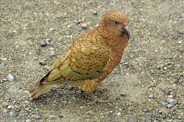 Новозеландский попугай ограбил туриста